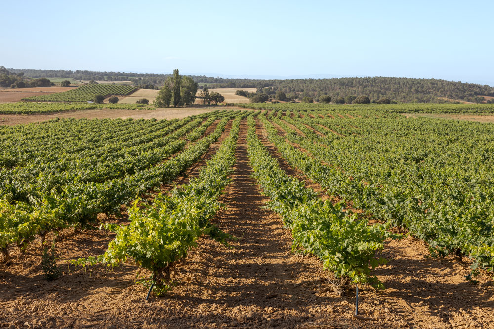 Quirce - Wines Duero del DO Abadía San Bodegas Ribera